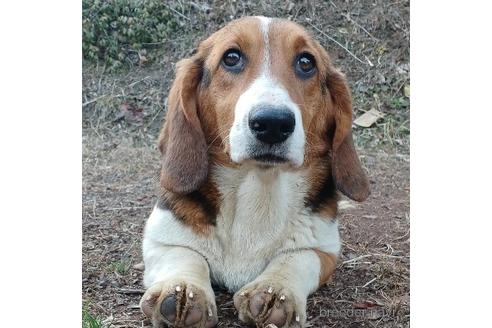 成約済の神奈川県のミックス犬-194257の1枚目