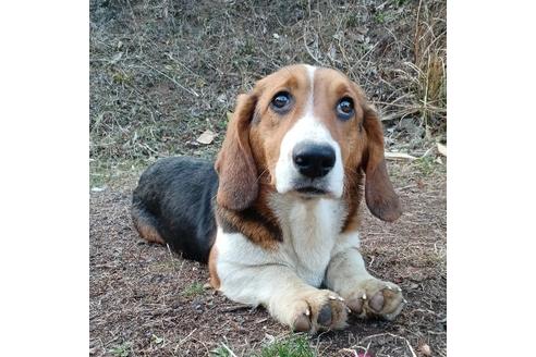 成約済の神奈川県のミックス犬-194257の3枚目