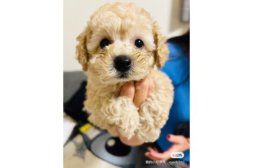 成約済の大阪府のトイプードル-223651の1枚目