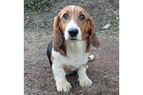 成約済の神奈川県のミックス犬-194257の2枚目