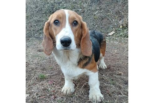 成約済の神奈川県のミックス犬-194252の1枚目