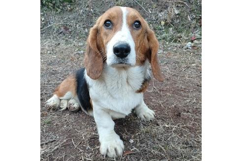 成約済の神奈川県のミックス犬-194252の3枚目