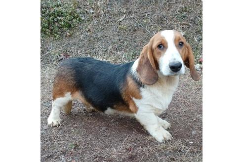 成約済の神奈川県のミックス犬-194255の3枚目