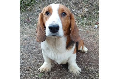 成約済の神奈川県のミックス犬-194255の2枚目