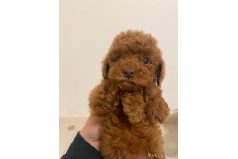 成約済の大阪府のトイプードル-223657の1枚目