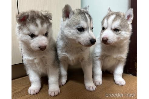 成約済の神奈川県のシベリアンハスキー-222460の5枚目