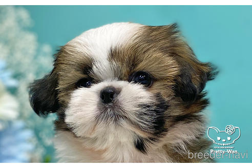 成約済の愛知県のシーズー-223719の9枚目