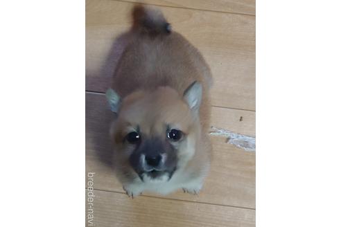 商談中の新潟県の柴犬-220893