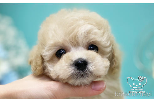 成約済の愛知県のトイプードル-223723の1枚目