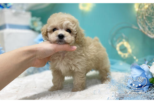 成約済の愛知県のトイプードル-223723の4枚目