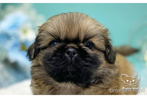 成約済の愛知県のペキニーズ-223725の9枚目