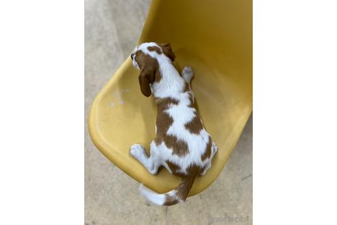 成約済の大阪府のミックス犬-215323の3枚目