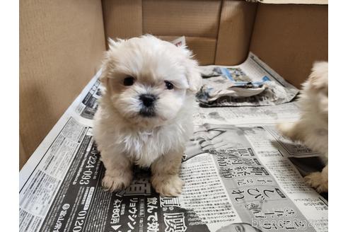 成約済の愛知県のミックス犬-221732の5枚目