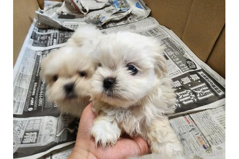 成約済の愛知県のミックス犬-221732の6枚目