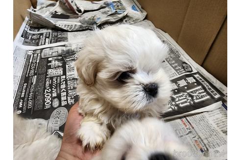 成約済の愛知県のミックス犬-221732の4枚目