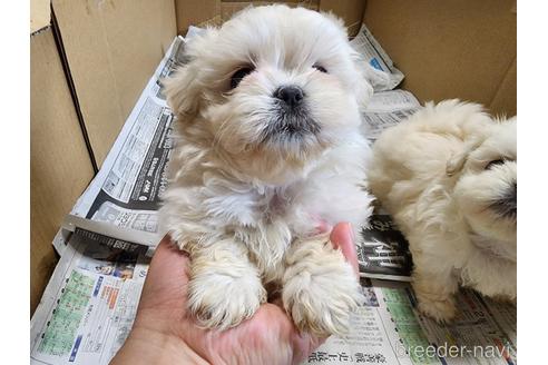 成約済の愛知県のミックス犬-221732の3枚目