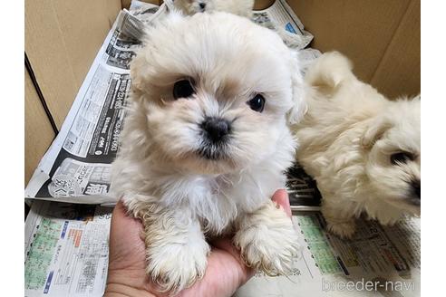 成約済の愛知県のミックス犬-221732の1枚目