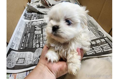 成約済の愛知県のミックス犬-221732の2枚目