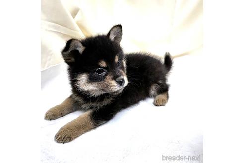 成約済の茨城県のミックス犬-219964の19枚目