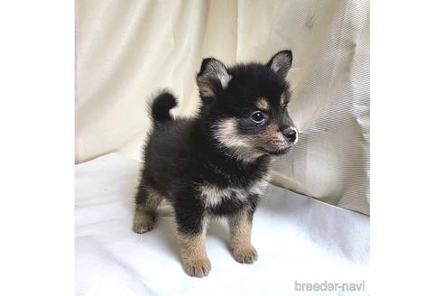 成約済の茨城県のミックス犬-219964の20枚目