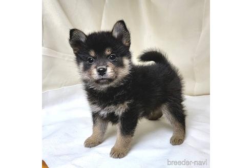 成約済の茨城県のミックス犬-219964の16枚目