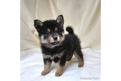 成約済の茨城県のミックス犬-219964の17枚目