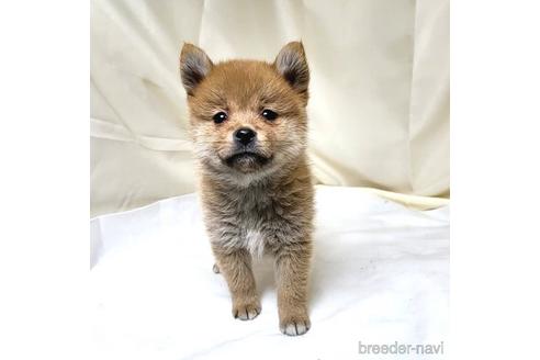 成約済の茨城県のミックス犬-219971の15枚目