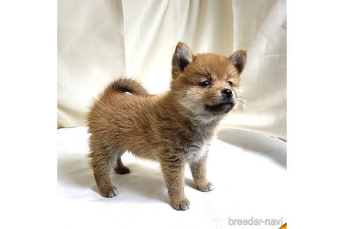成約済の茨城県のミックス犬-219971の14枚目