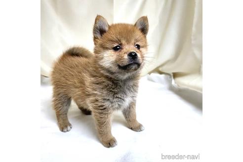 成約済の茨城県のミックス犬-219971の12枚目