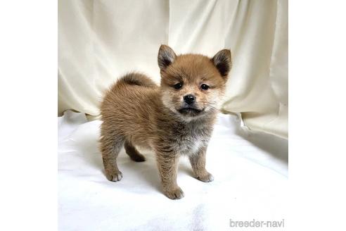 成約済の茨城県のミックス犬-219971の11枚目