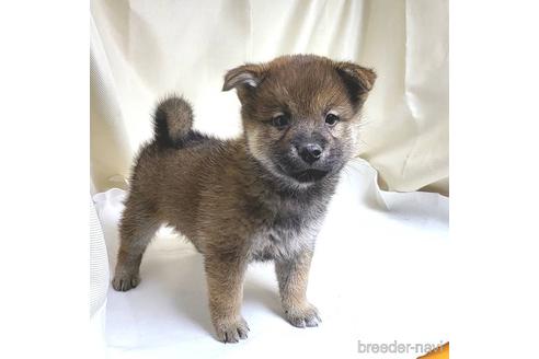 成約済の茨城県のミックス犬-219963の15枚目