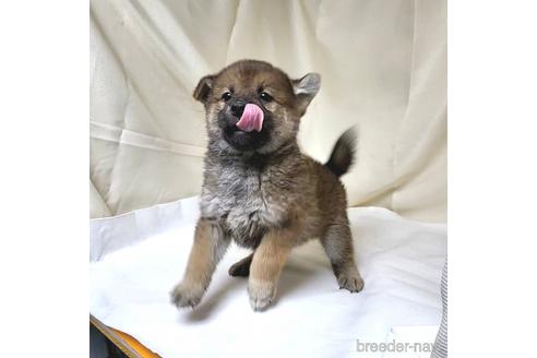 成約済の茨城県のミックス犬-219963の12枚目
