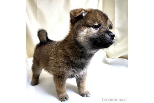 成約済の茨城県のミックス犬-219963の14枚目