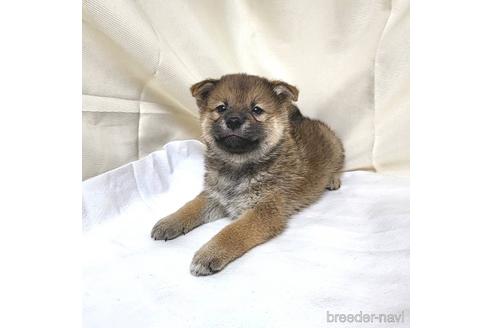 成約済の茨城県のミックス犬-219963の11枚目