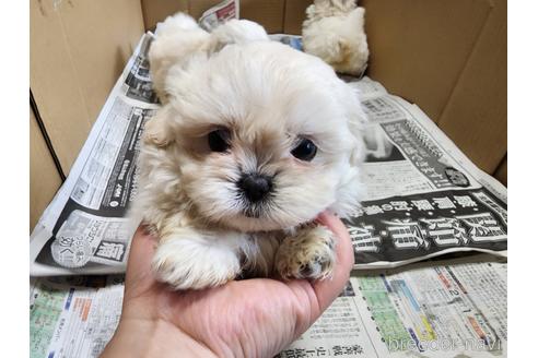 成約済の愛知県のミックス犬-223779の1枚目