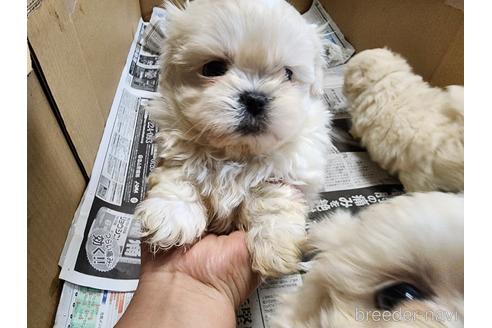 成約済の愛知県のミックス犬-223779の4枚目