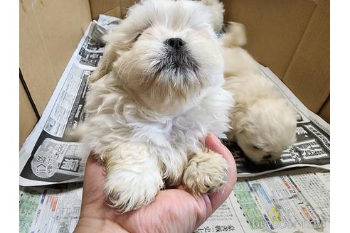 成約済の愛知県のミックス犬-223779の3枚目