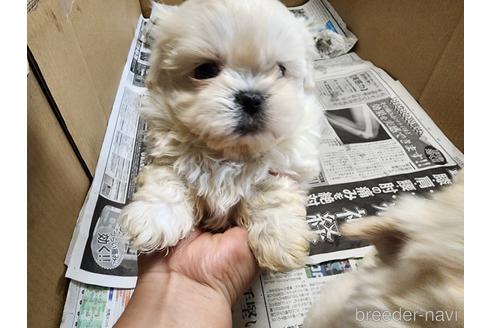 成約済の愛知県のミックス犬-223779の2枚目