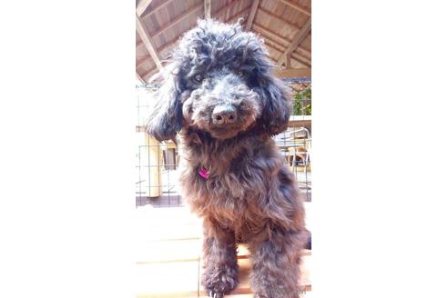 販売中の静岡県のトイプードル-201366の5枚目