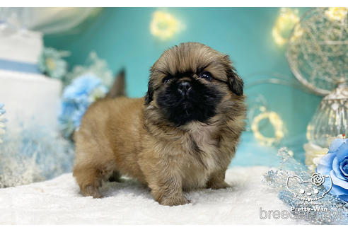 成約済の愛知県のペキニーズ-223725の6枚目