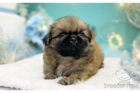 成約済の愛知県のペキニーズ-223725の7枚目