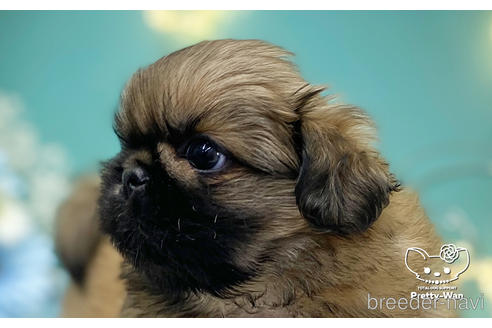 成約済の愛知県のペキニーズ-223725の8枚目