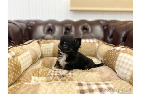 成約済の香川県のチワワ(ロングコート)-223807の3枚目