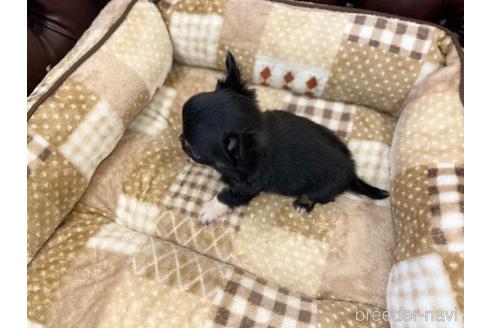 成約済の香川県のチワワ(ロングコート)-223807の2枚目