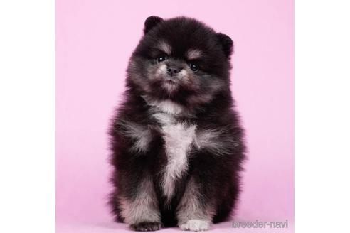 成約済の千葉県のポメラニアン-223808の1枚目