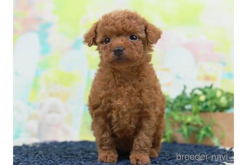 成約済の千葉県のタイニープードル-223817の5枚目