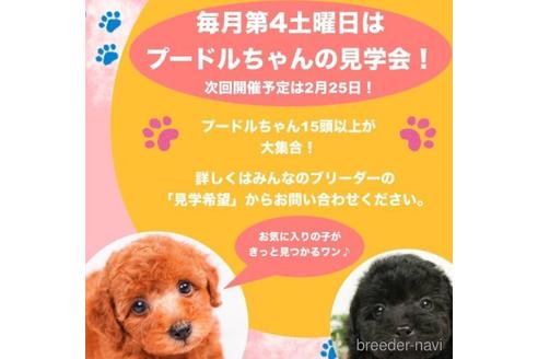 成約済の千葉県のタイニープードル-223817の2枚目