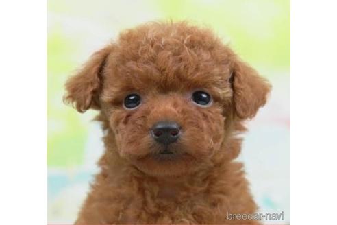 成約済の千葉県のタイニープードル-223817