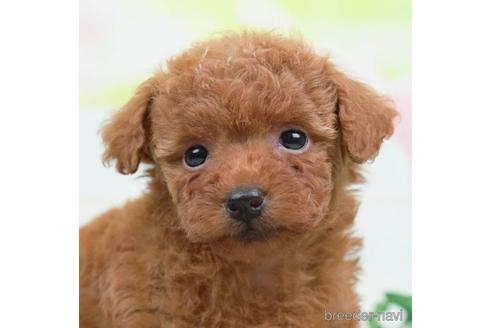 成約済の千葉県のタイニープードル-223817の3枚目