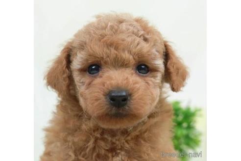 成約済の千葉県のトイプードル-223818の1枚目